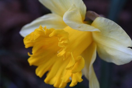 first-daffodil-2009
