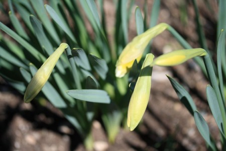 not-quite-ready-daffodils