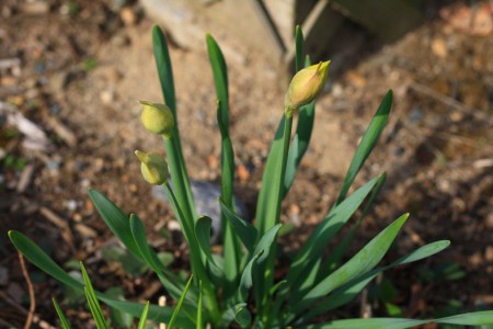 tulip-buds
