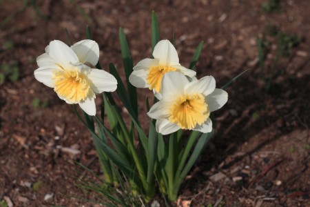 white-daffodils