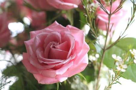 prom-queen-roses