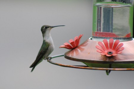 hummingbird-at-feeder