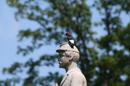 red-headed-woodpecker-closer
