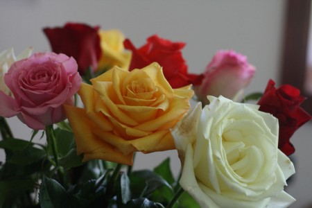 multicolored roses