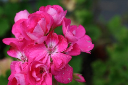 pink-geranium