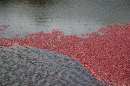 cranberries in the water