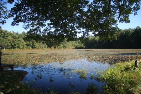 cranberry pond
