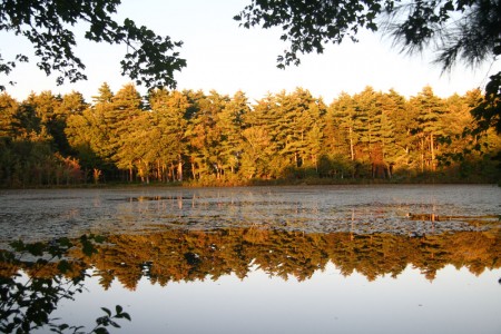 pine trees reflecting on cranberry pond pine trees reflecting on cranberry pond