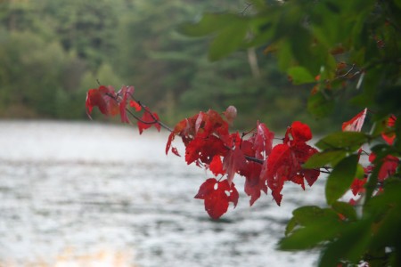 red leaves at cranberry pond red leaves at cranberry pond