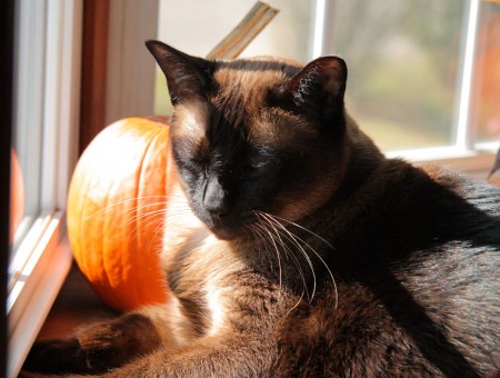Mason and the pumpkin
