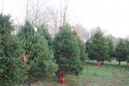 christmas tree lot