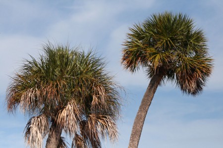Palm Trees on Sanibel