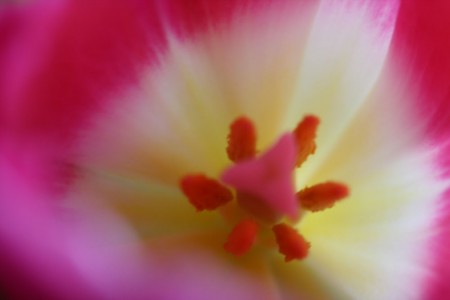Pink Tulip Center for blog