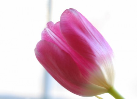 Pink Tulip with a White Background for blog