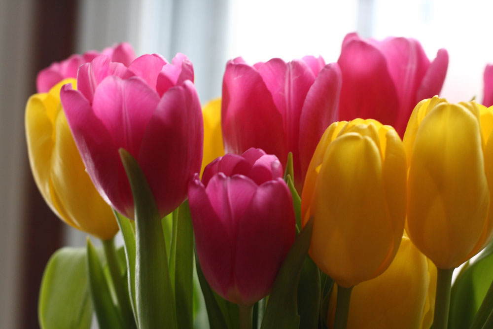 bouquets of tulips. two ouquets of tulips the