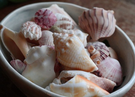 Shells of Sanibel resized for blog