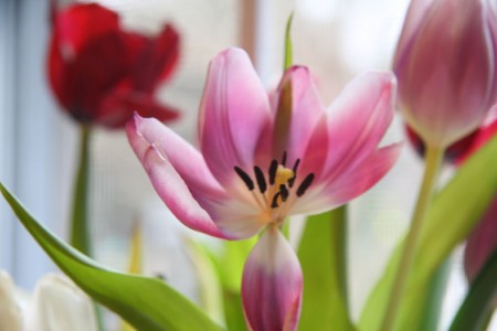 Dying Tulip resized for blog