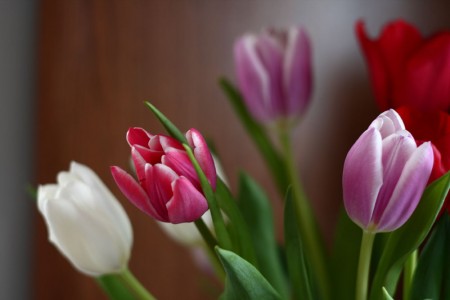 Valentine Tulips resized for blog