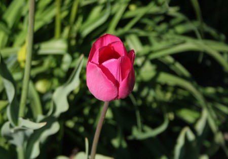 pink tulip resized for blog