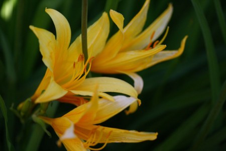 Macro Daylilies blog size