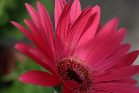 Macro Gerbera Daisy blog size