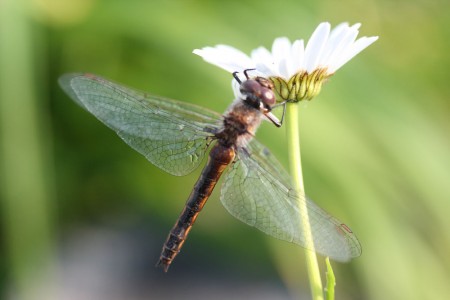 Macro Dragonfly blog size