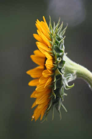 Sideways Sunflower blog size
