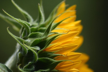 Sunflower Base blog size