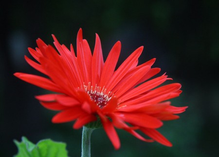Red Gerbera Daisy blog size
