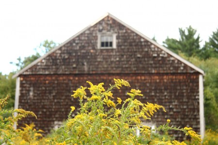 Barn with Goldenrod 2 blog size