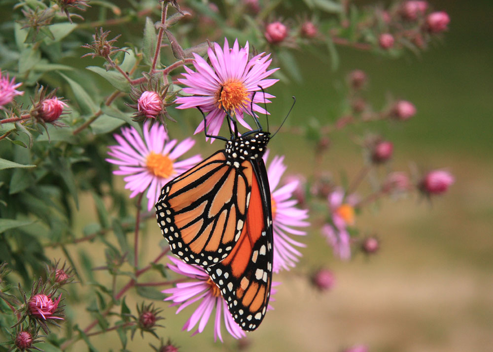 Monarch Butterfly blog size Last Thursday I read about migrating 