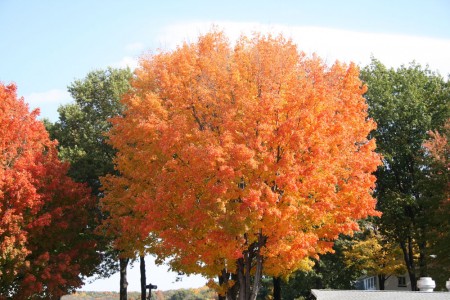 Famous Rhinebeck Tree blog size