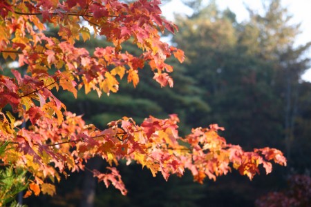 Foliage with Pine Tree Background blog size