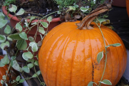 Pumpkin on the Porch blog size