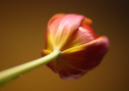 Tulip Base blog size
