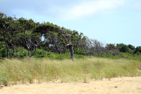 beach grass waquoit bay blog size