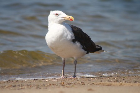 seagull closer blog size