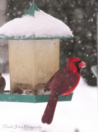 cardinal in snow blog size