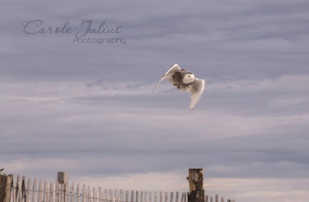 snowy owl flying for carole knits