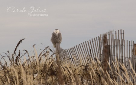 snowy owl on fence for carole knits