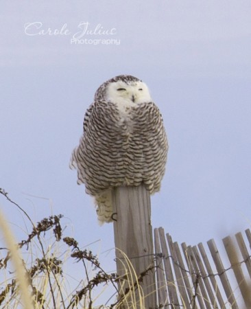 snowy owl on post for carole knits