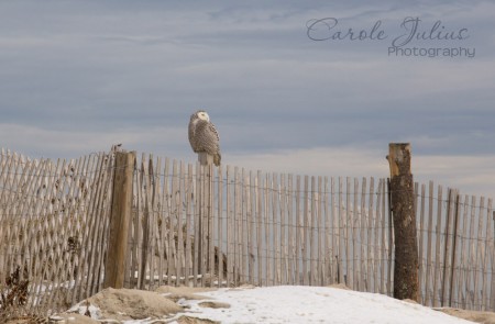 snowy owl wide shot for carole knits