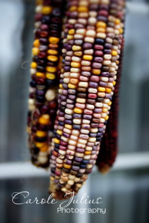 indian corn for carole knits