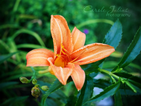 orange daylily for carole knits