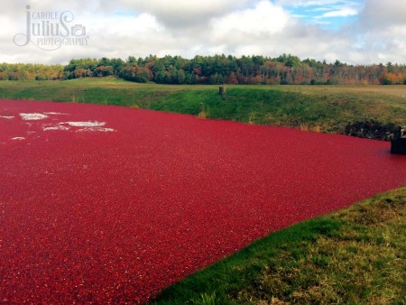 cranberry harvest for carole knits