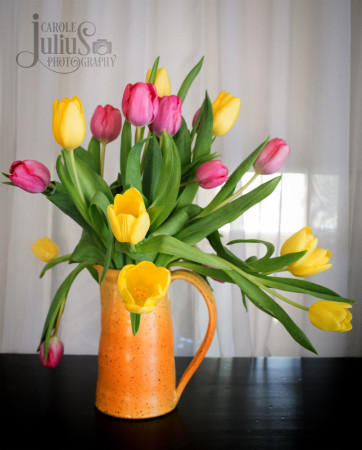 pink and yellow tulips for carole knits