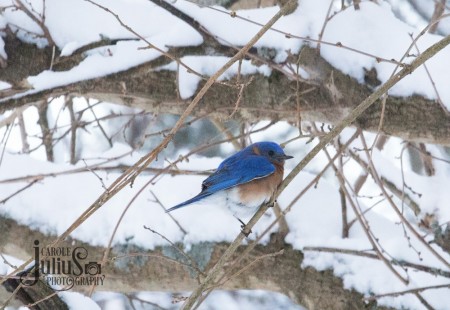 bluebird snowy tree for carole knits