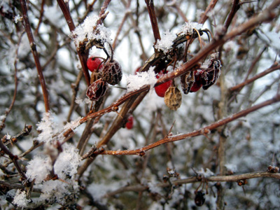 frozen_berries.jpg