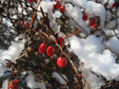 frozen_berries_2007.jpg