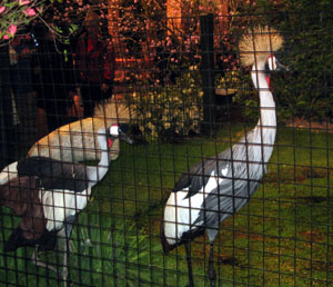 birds.jpg